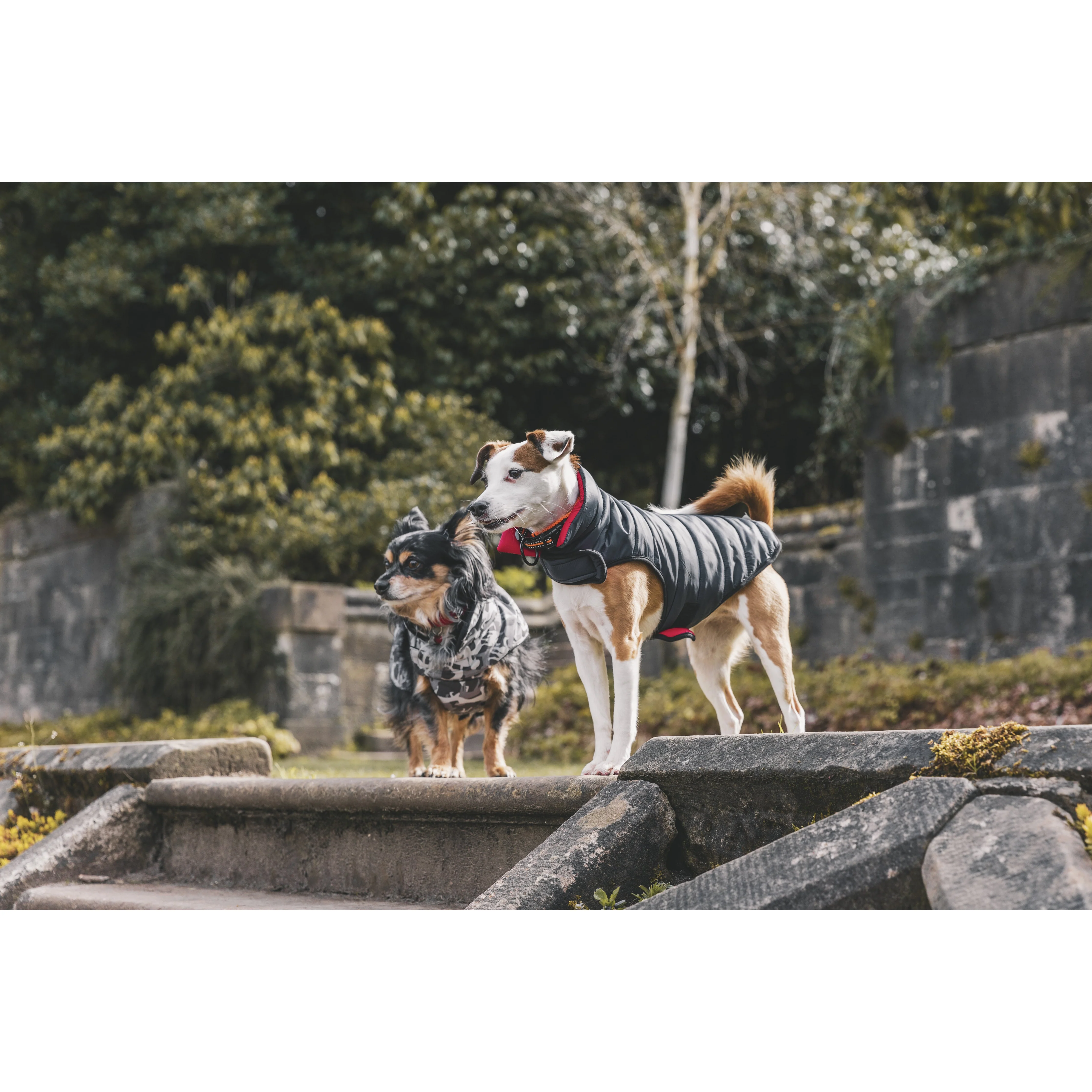 Charly Printed Waterproof Dog Coat in Camo Style - Image 19